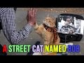 Me & My Pet - Ft. A Street Cat Named Bob & James Bowen... Exclusive !