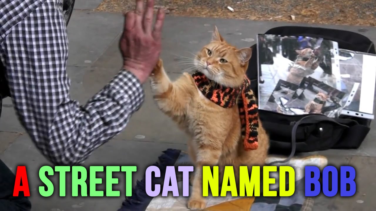 A Street Cat Named Bob Watch Film