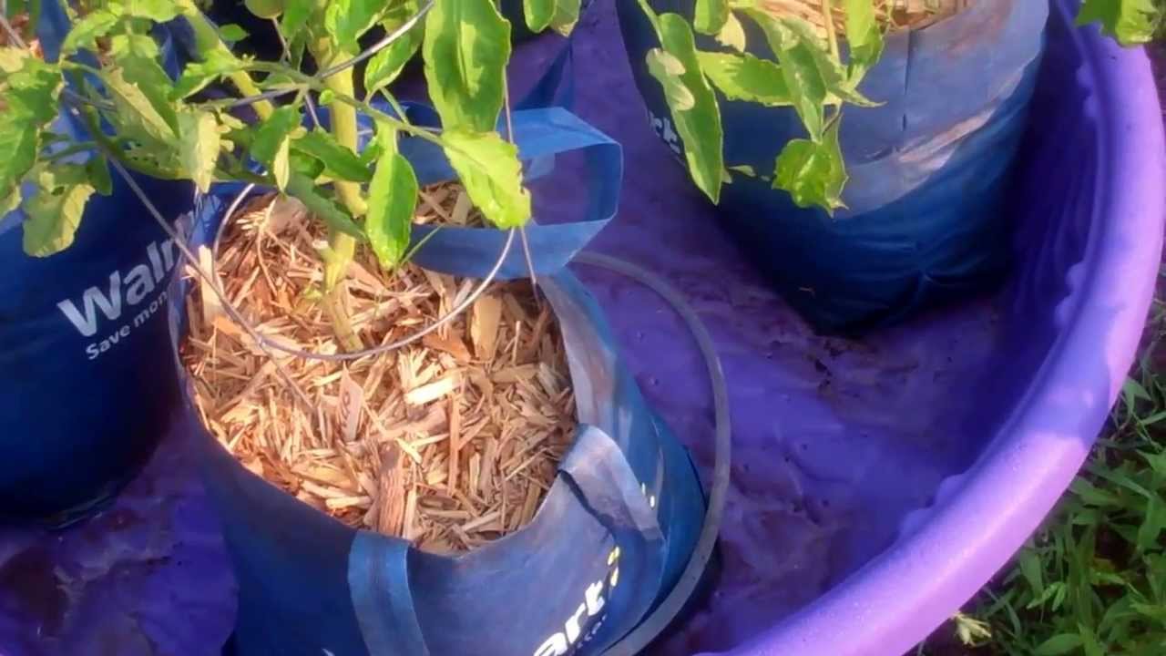 Update On the Kiddie Pool Sub-Irrigated Planter! The Plants are looking