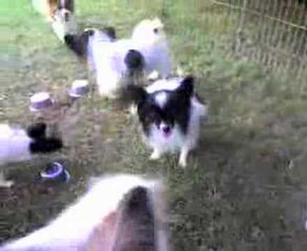 Masterbating Dog