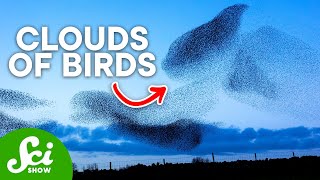 The Math and Mystery of Murmurations