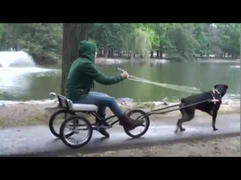 Dog takes owner for ride in dog cart - YouTube