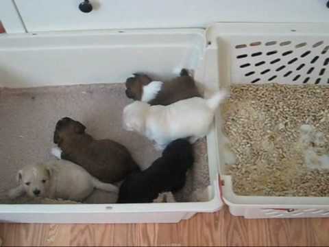 Litter Box Training Shichon Puppies! - YouTube