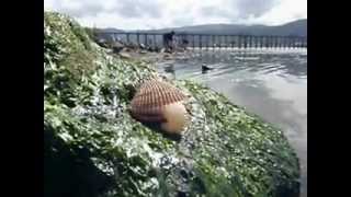 Clam sticking out tongue