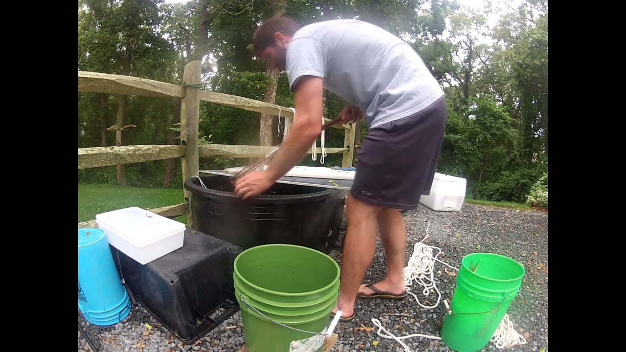 How To Keep 100 Eels Alive For Bait For Up To 3 Months YouTube