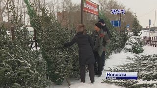 В Бердске начали работать ёлочные базары