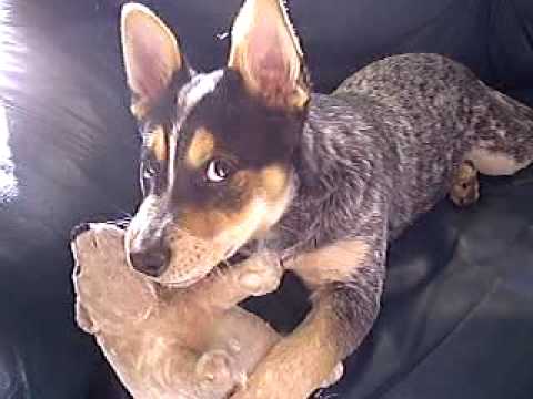 Playful Australian Cattle Dog 4 Months old playing with his toys.. MUST