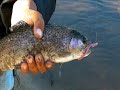 GREAT Trout Fishing at GVL using Lip RipperZ Lures