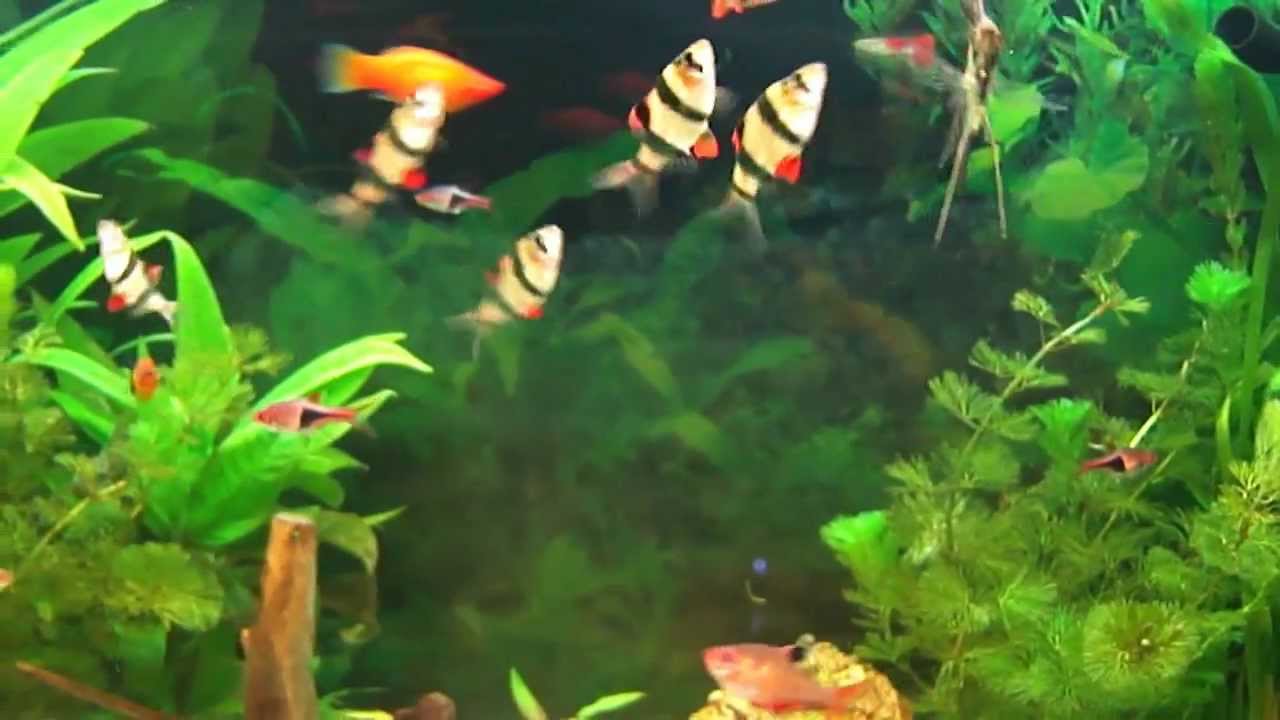 Aquarium d eau douce Poissons exotiques d eau douce