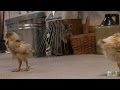 Nala the Cat Really Wants to be Friends with Baby Chicks | Too Cute!