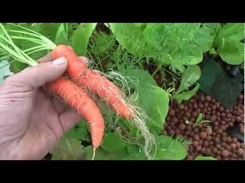 Mini Aquaponic System- Growing Carrots in my Backyard Aquaponic system 