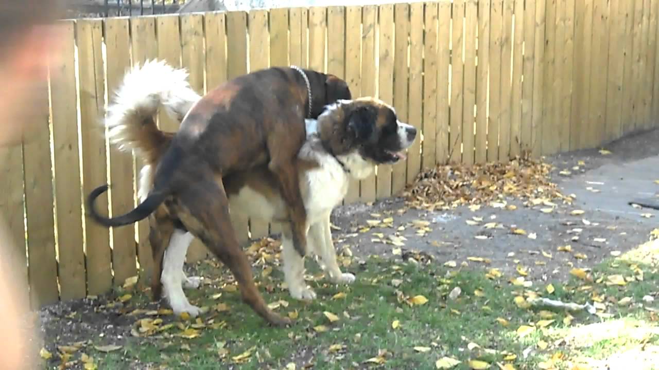 Displaying 17> Images For - Mastiff Saint Bernard Mix... Displaying 17> Images For - Mastiff Saint Bernard Mix...