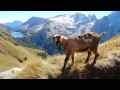 Koze pri Rifugio Viel del Pan