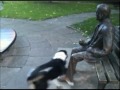 Funny Dog Playing with a Statue