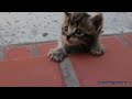 Cat Chat - @Dormtainment