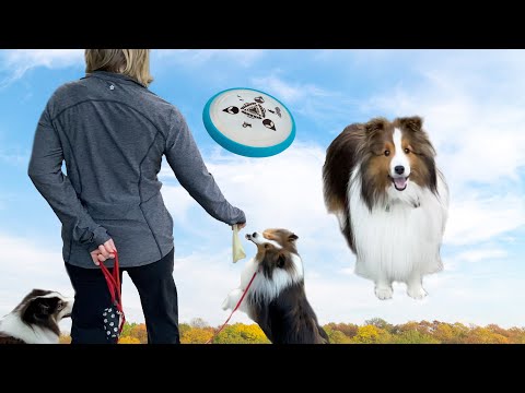 Frisbee Frenzie! Wild "Park" Shelties! 🥏🐶Cricket Chronicles e002