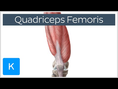 Download Quadriceps Femoris Muscle - Origin, Insertion and Function - Human Anatomy | Kenhub