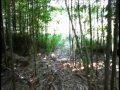 Tonkin Bamboo Grove, The Beginning