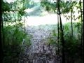 Tonkin Bamboo Grove, The Beginning