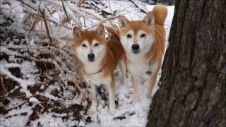 柴犬ひかいちと雪の撮影会　Shiba Inu in the snow