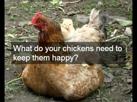Amish chicken coop plans | cheap detailed easy designs &amp; how to build 
