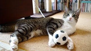 猫のサッカー自主練2 - Cat Soccer Practice 2 -