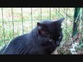 Chat handicapé heureux
