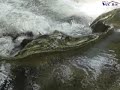 Piedra Coheteada, Coquimatlán, Zona Norte Colima Mex.wmv