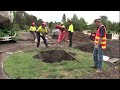 Clyde Road Upgrade - Tree relocation