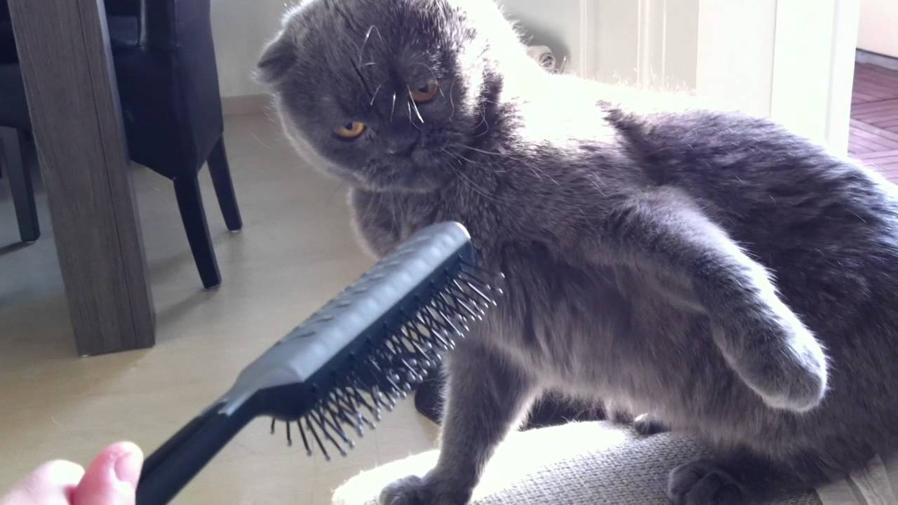 Hairbrush fun