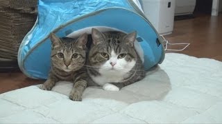 水色テントとねこ。-Light blue tent and Maru&Hana.-