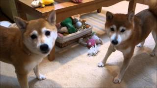 柴犬ひかいち　お散歩前にはりきる！ Shiba Inu playing vigorously