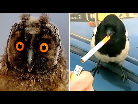 🔴Try Not To Laugh Challenge🔴 Funny bird videos awesome compilation 2020
