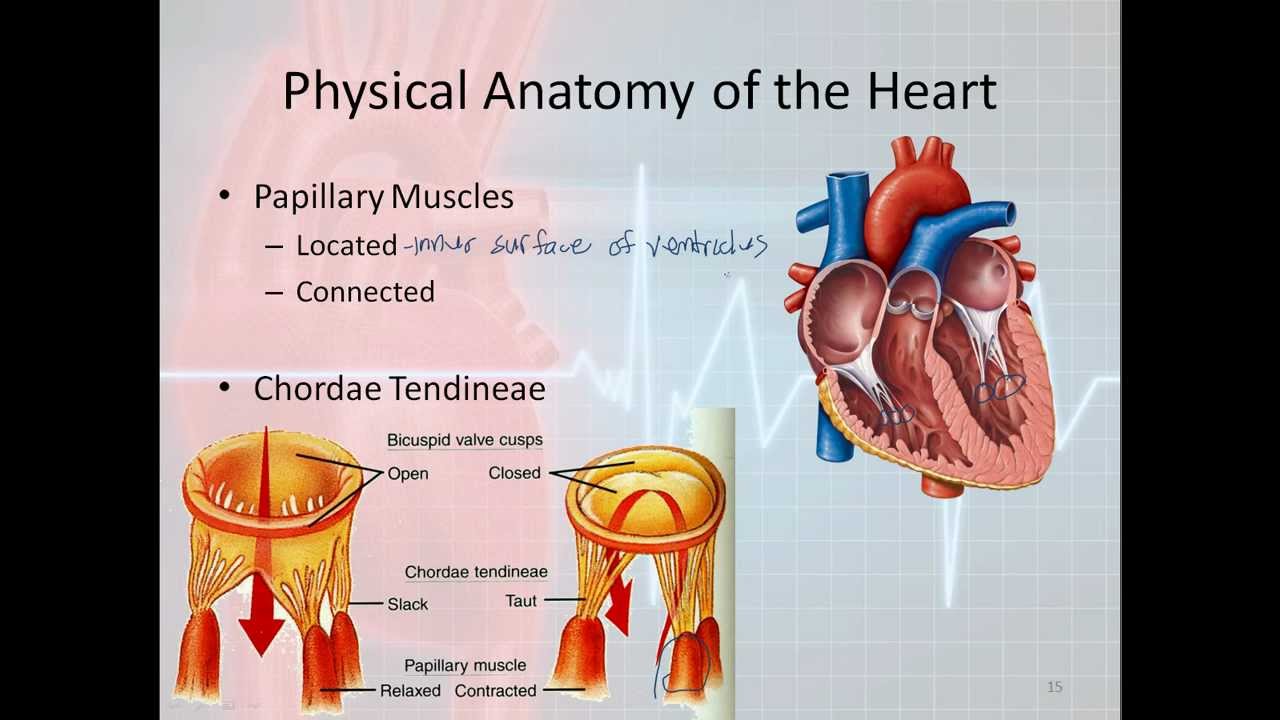 Basic Electrophysiology, part 1 - Mechanical Anatomy of the Heart, part