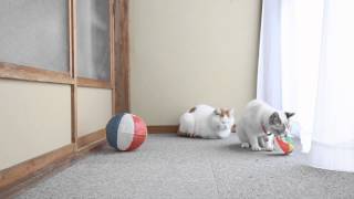 くろと紙風船  Cat play with paper balloon