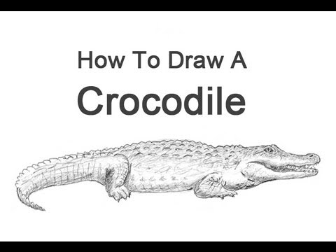 How to Draw a Crocodile - YouTube