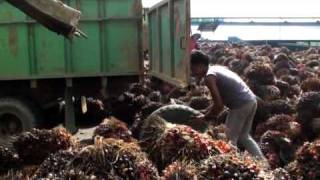 The Sustainability Lie The Sustainability Lie