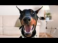 Legrační Doberman Dog Legrační Doberman Dog
