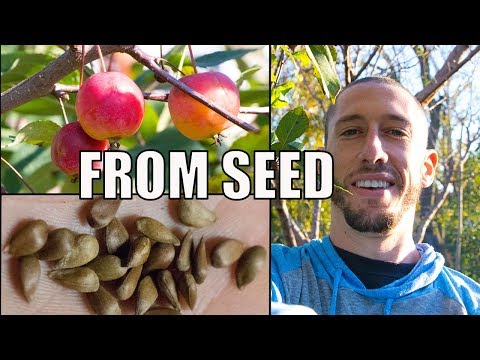 How To Grow An Apple Tree From SEED to FRUIT