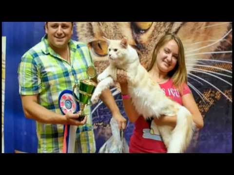 Видеореклама для питомника кошек Mister Coon