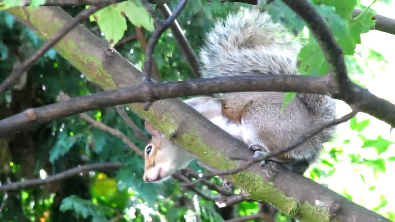 squirrel call