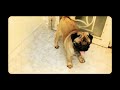 Pug for Sale...