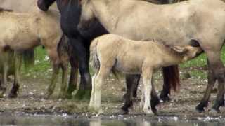 Vroege Vogels - Oostvaardersplassen