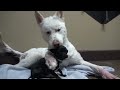 A homeless dog living in a trash pile gets rescued, and then does something amazing! Please share.