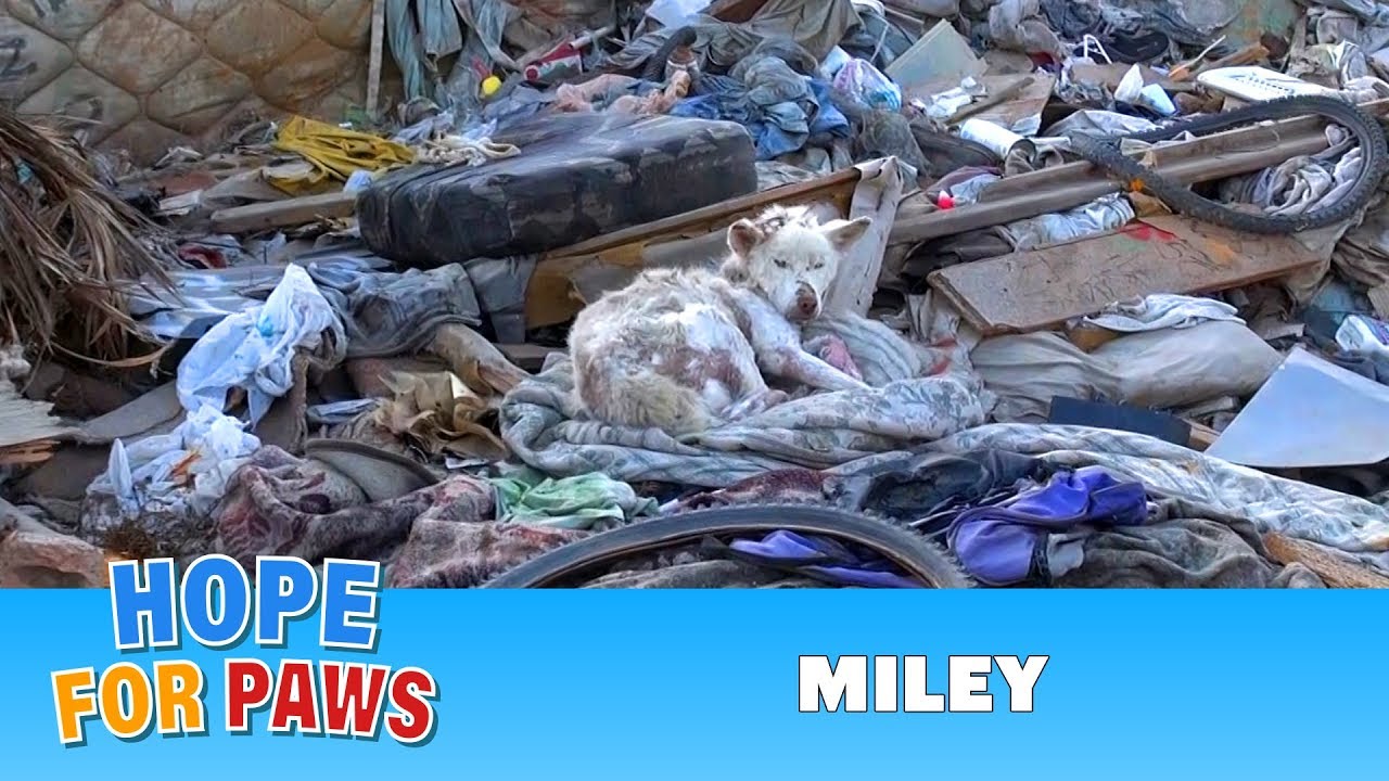 A homeless dog living in a trash pile gets rescued, and then does something amazing! Please share. - YouTube