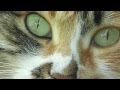 CHAT DES FORETS NORVEGIENNES