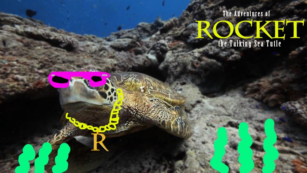 Funny talking animals underwater - Rocket the Sea Turtle - YouTube