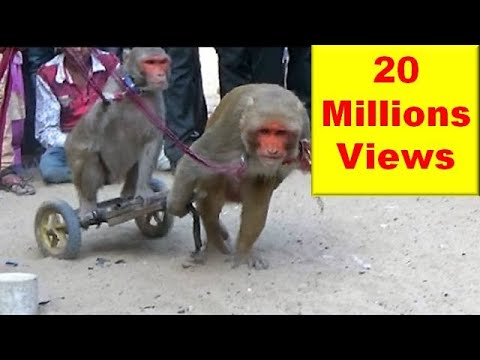 मदारी बन्दर बंदरिया के कारनामे और खेल Comedy Drama Show Of Funny Indian Monkey , Madari On Street