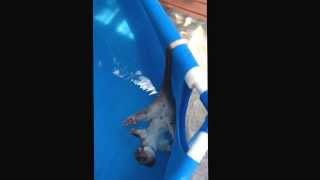 Hot possum goes for a swim ORIGINAL!!