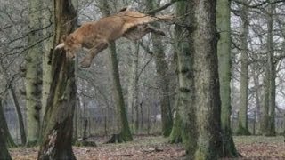 The 'flying' lions of Longleat Safari Park